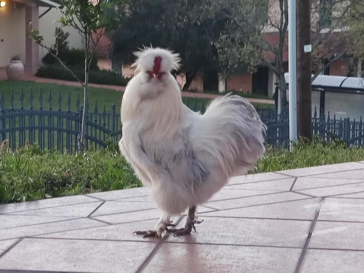 Relax In Collina A Due Passi Dal Mare Διαμέρισμα Torriana Εξωτερικό φωτογραφία